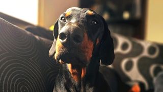 Rocco looking at camera