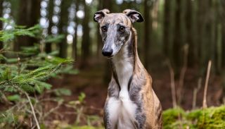 Firefly a portrait photograph of a greyhound in a woodland; looking at the camera 60581