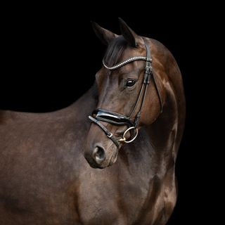 Equine photography by Dawn Cotterell