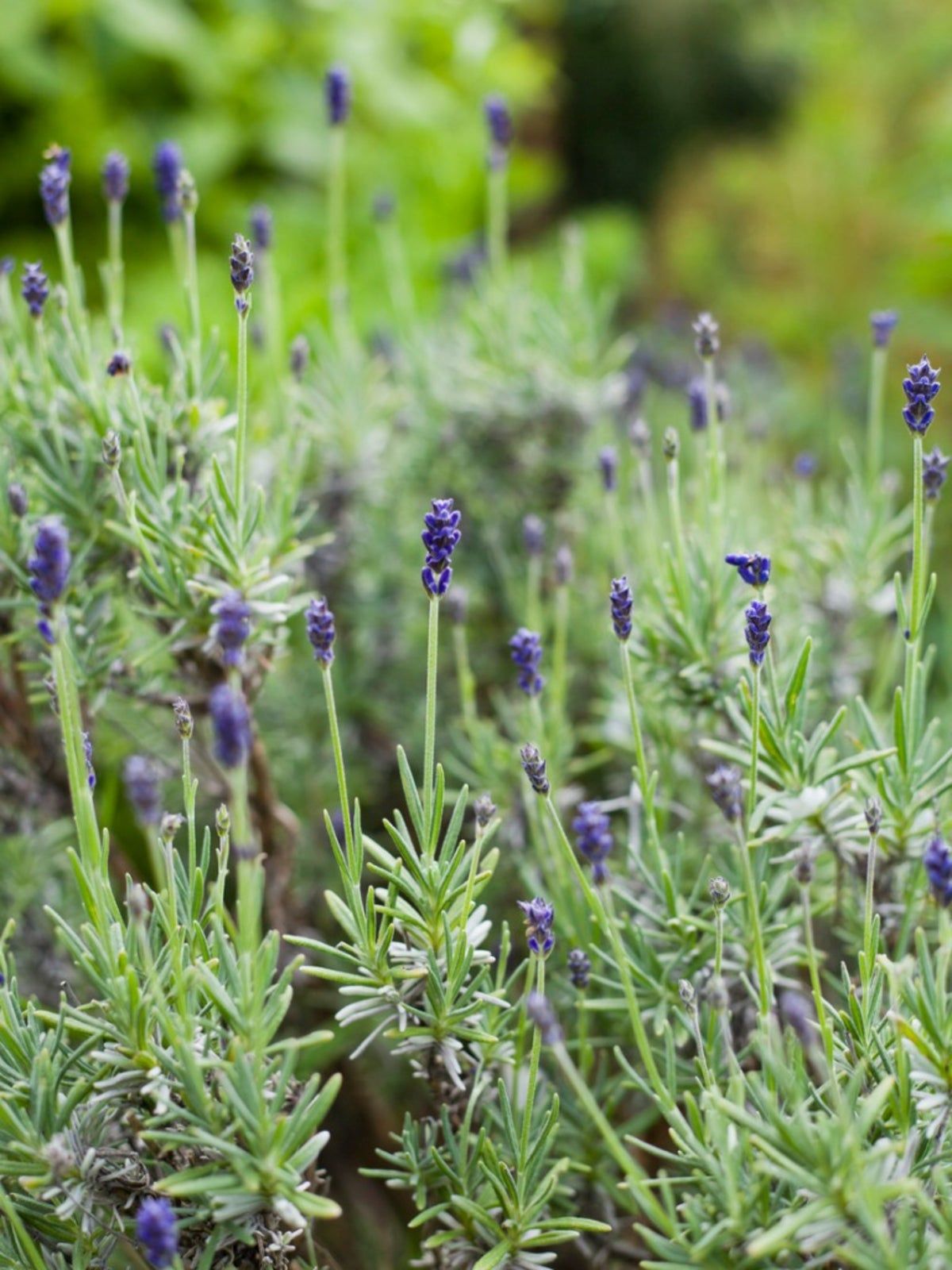 Lavender, Rosemary & Thyme  A Must for Every Garden - You Make It