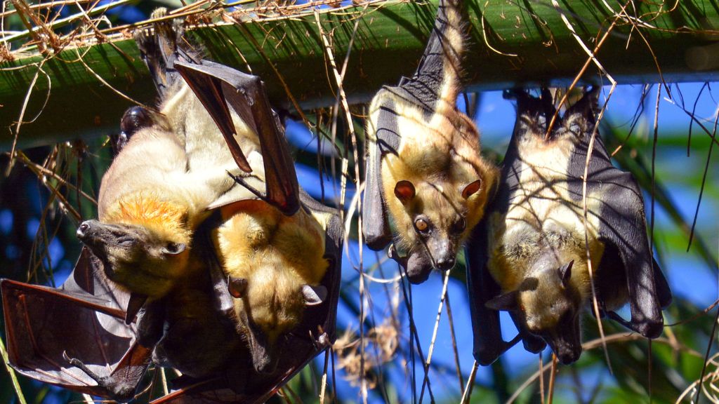 photo of several brown fruit bats hanging upside down from a branch