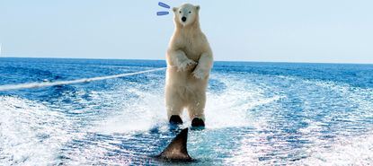 A waterskiing polar bear.
