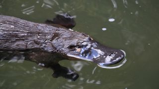 A platypus swimming in the water. we can see its eyes and fur.