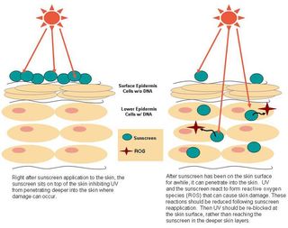 Sunscreen Can Damage Skin If Applied Infrequently Live Science