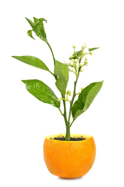 Seedlings Growing In Citrus Peel Pot