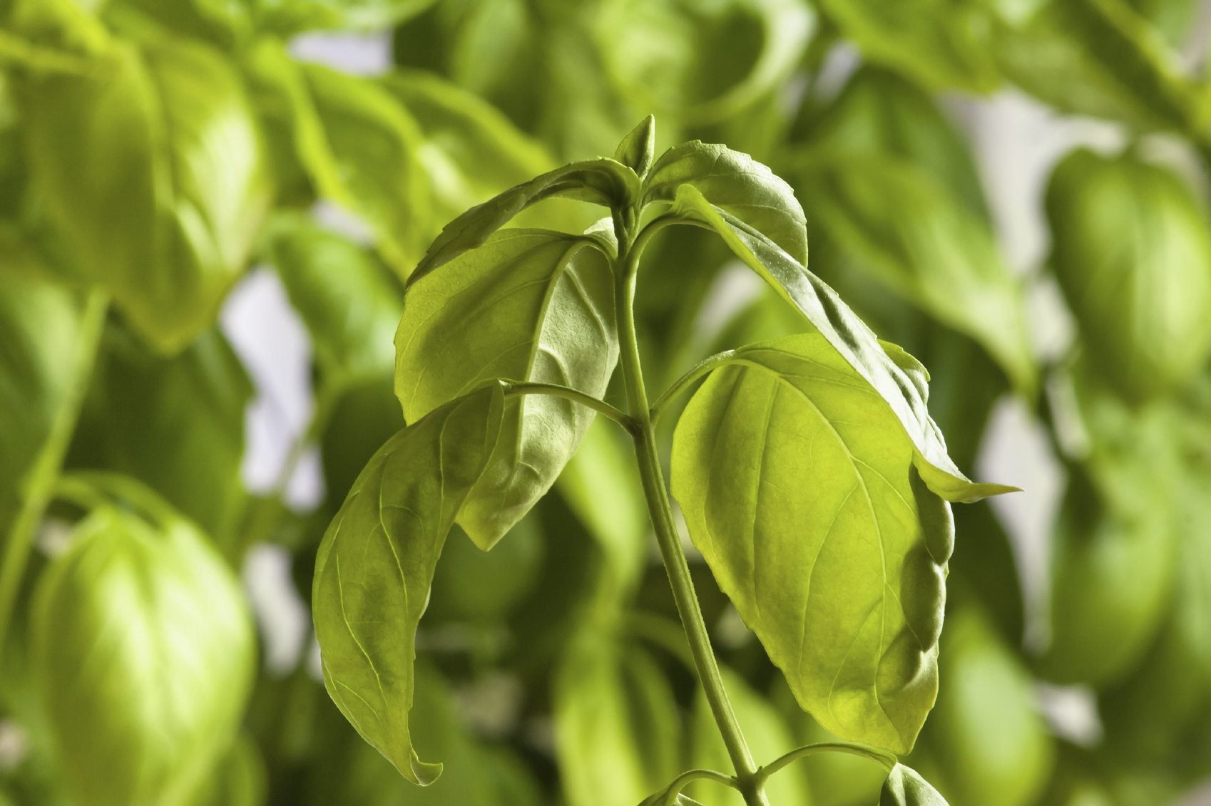 basil leaf curl