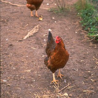 chickens with mud ground and tidy garden