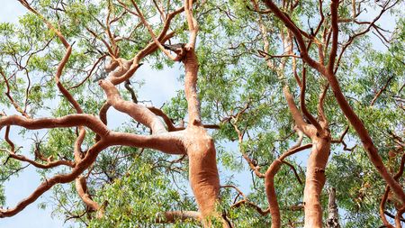 Large green trunk and red bark of a Eucalyptus Gum tree 