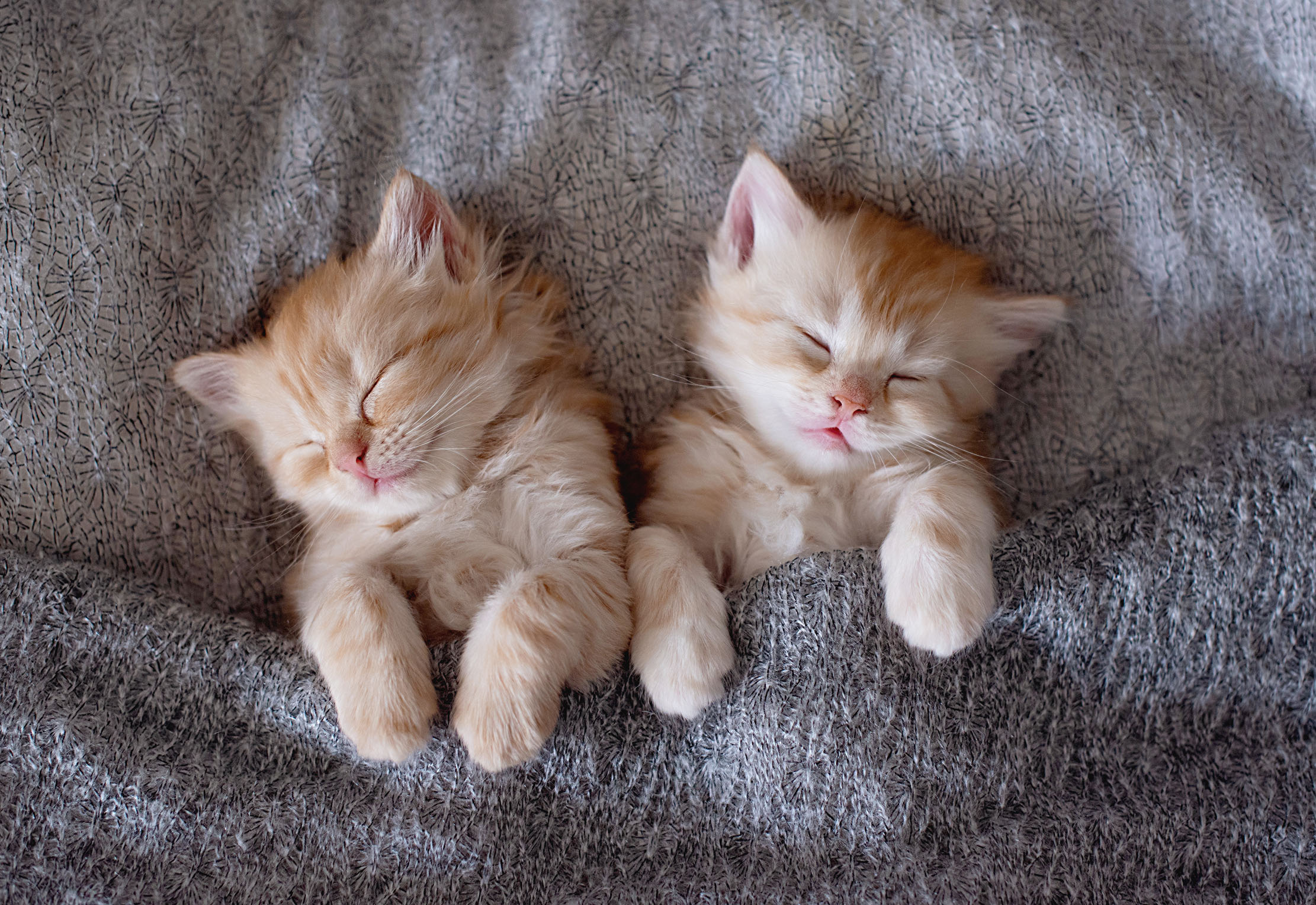kittens asleep
