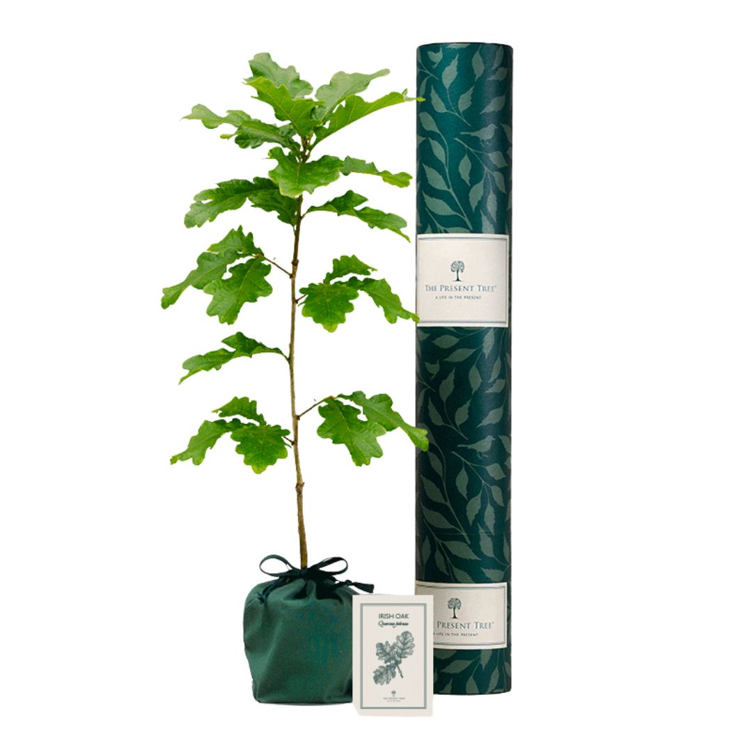 The Present Tree, Irish Oak Tree