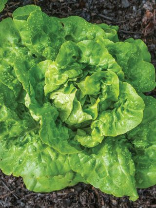 Lettuce, Buttercrunch