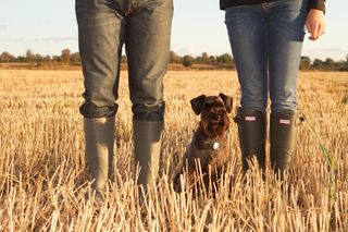 dog and wellies boots in wheat field