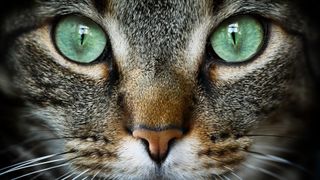 cat's green eyes