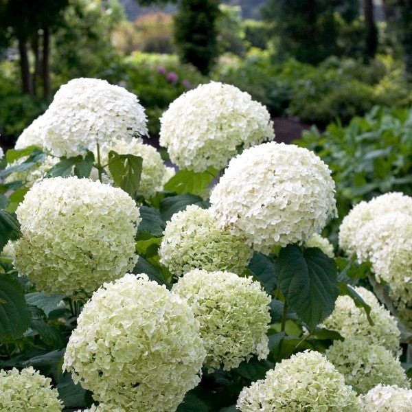 white hydrangea Incrediball in bloom
