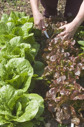 Monty Don's tips on growing lettuce: rows of lettuce