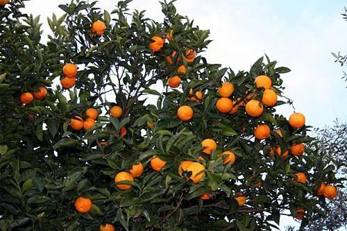 In case of the knock climb orange tree and start eating