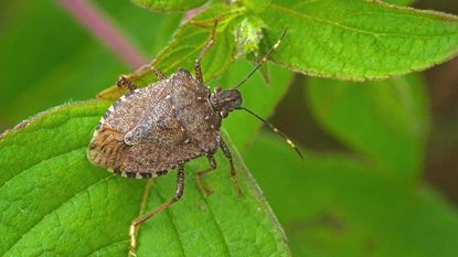 how to get rid of stink bugs: brown marmorated stink bug