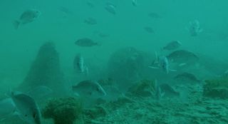 Primeval Underwater Forest