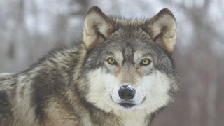 Wolf-dog looking straight at the camera with snow on the end of his nose