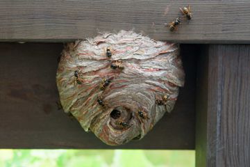 how to get rid of wasps: top tips to deter these pests