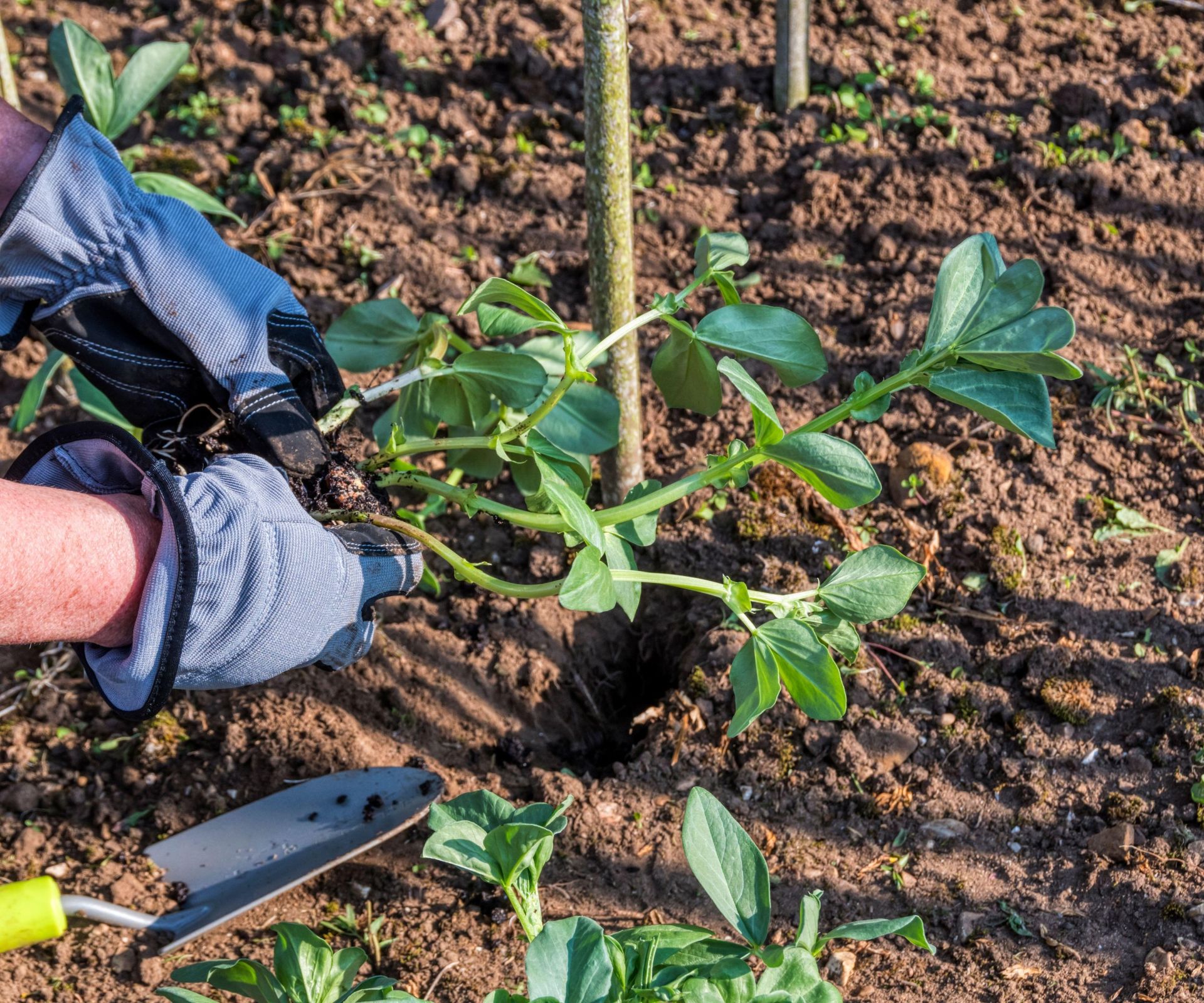 Planting out a fava bean plant in the yard