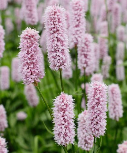 Persicaria varieties: 16 stunning varieties to grow | Gardeningetc