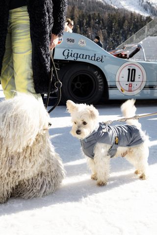 Two white dogs in front of a car