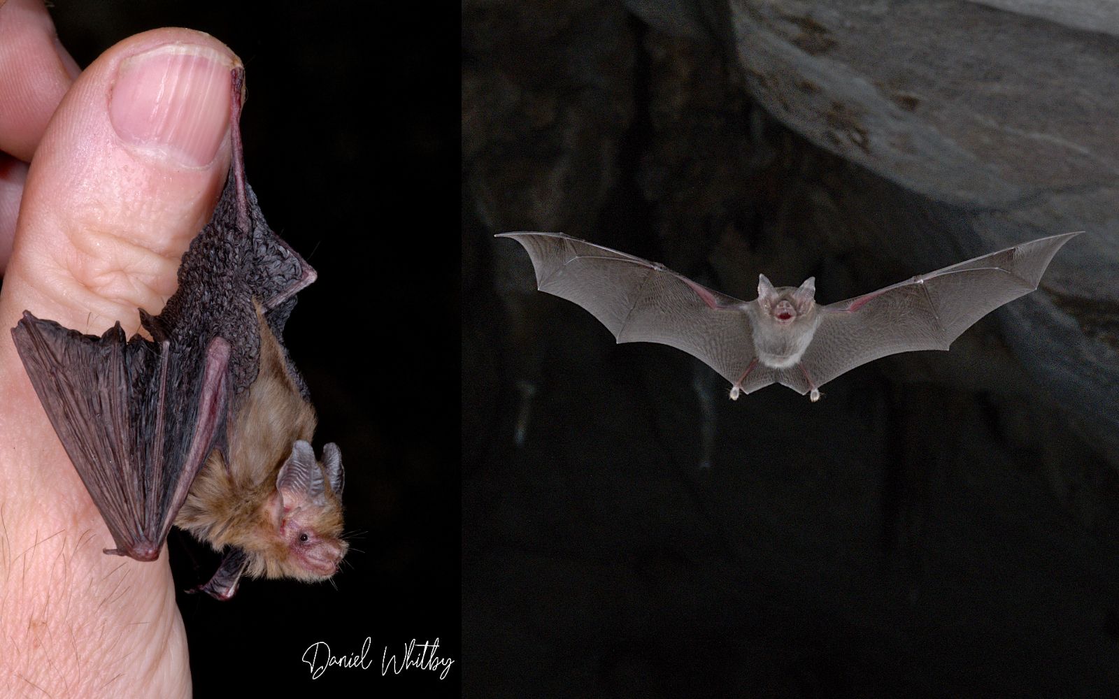 Two pictures of tiny bumblebee bats, one with a human thumb for size comparison.