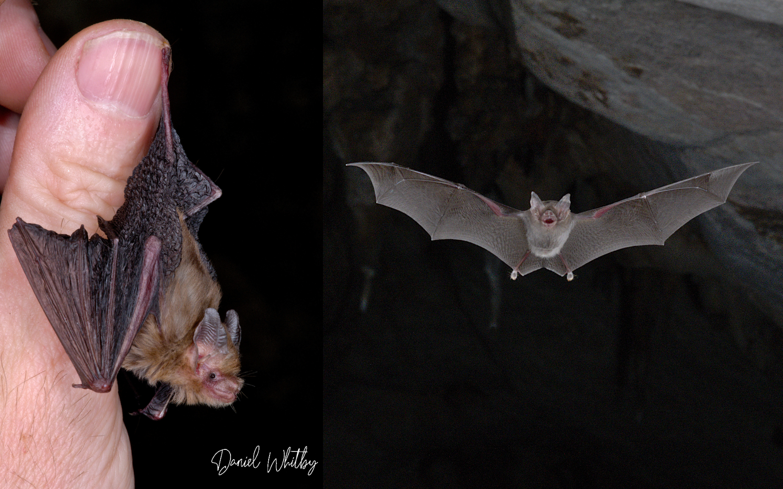 Two pictures of tiny bumblebee bats, one with a human thumb for size comparison.