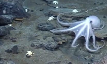 A never before seen species of octopus, among other creatures, was discovered off the coast of Antarctica. 
