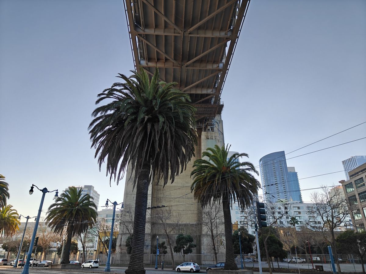 Palm trees under Bay Bridge shot with OnePlus 13R