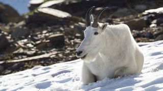 Mountain goat sitting in snow at Glacier National Park, USA
