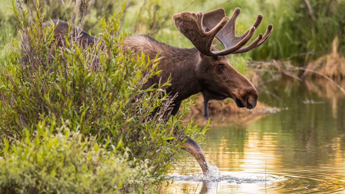 Barefoot tourist tries to befriend moose at Rocky Mountain National Park – it doesn't go well
