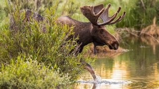 Bull moose in Colorado walking through stream