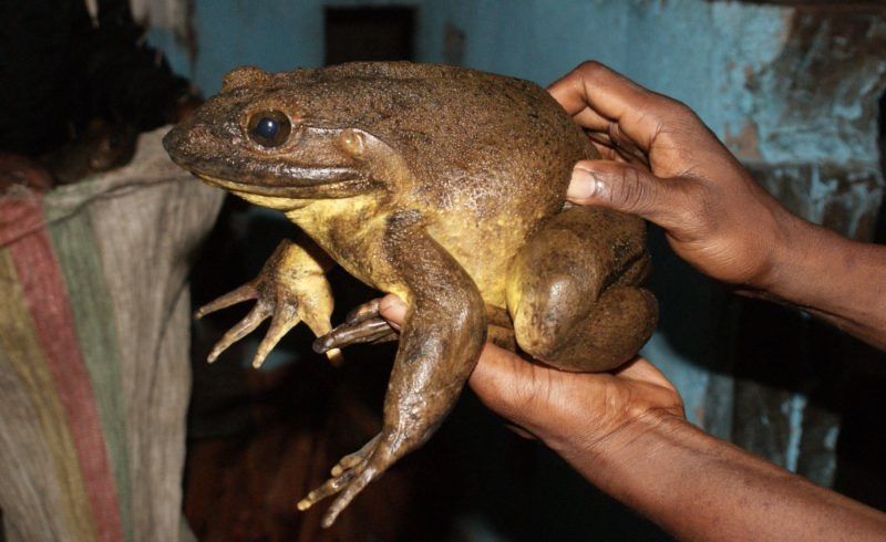 World's Largest Frogs Can Move Rocks Half Their Weight ... for Their Wee Pollywogs