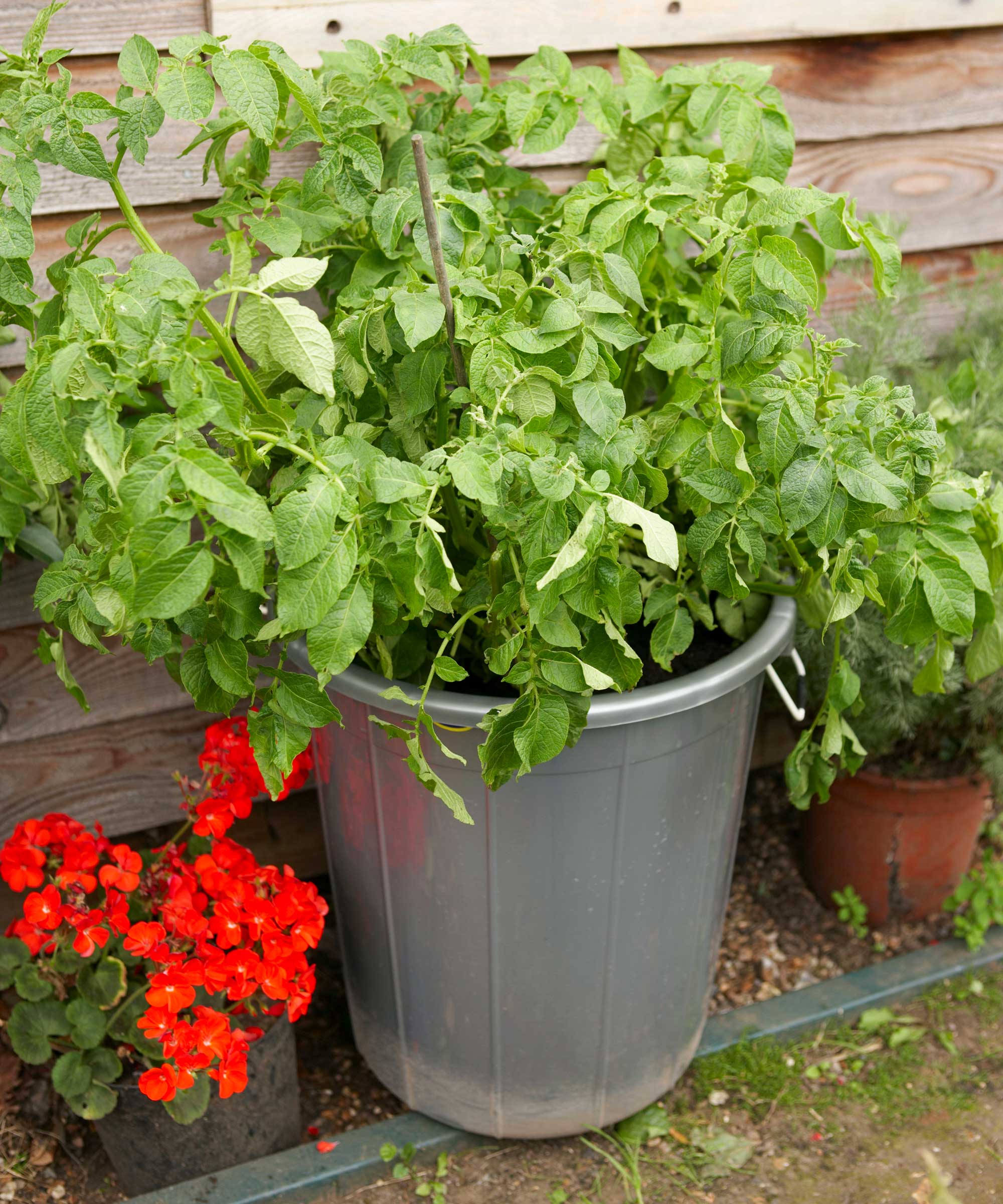 Growing Potatoes In Containers: Top Tips For These Crops 