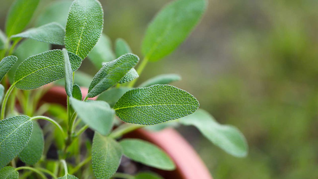 sage growing in a pot