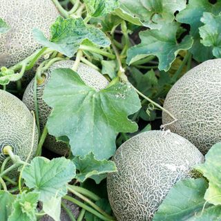 Melons growing in soil