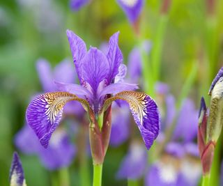 Close up of a purple iris flower