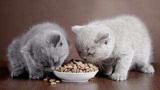 Two kittens eating dinner out of a shared bowl