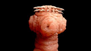 A digitally created image of a tapeworm, one of the intestinal parasitic worms that plagued people early in U.K. history.