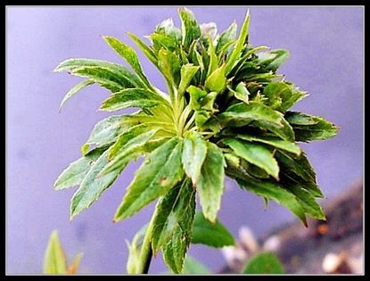 Photograph Of A Green Rose Plant