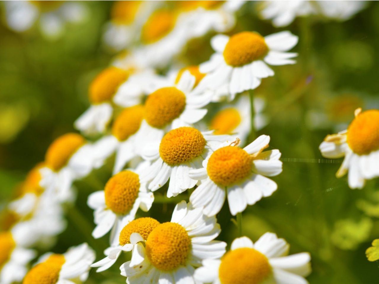 Feverfew Herb