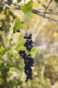 Smilax Greenbrier Vines Full Of Berries