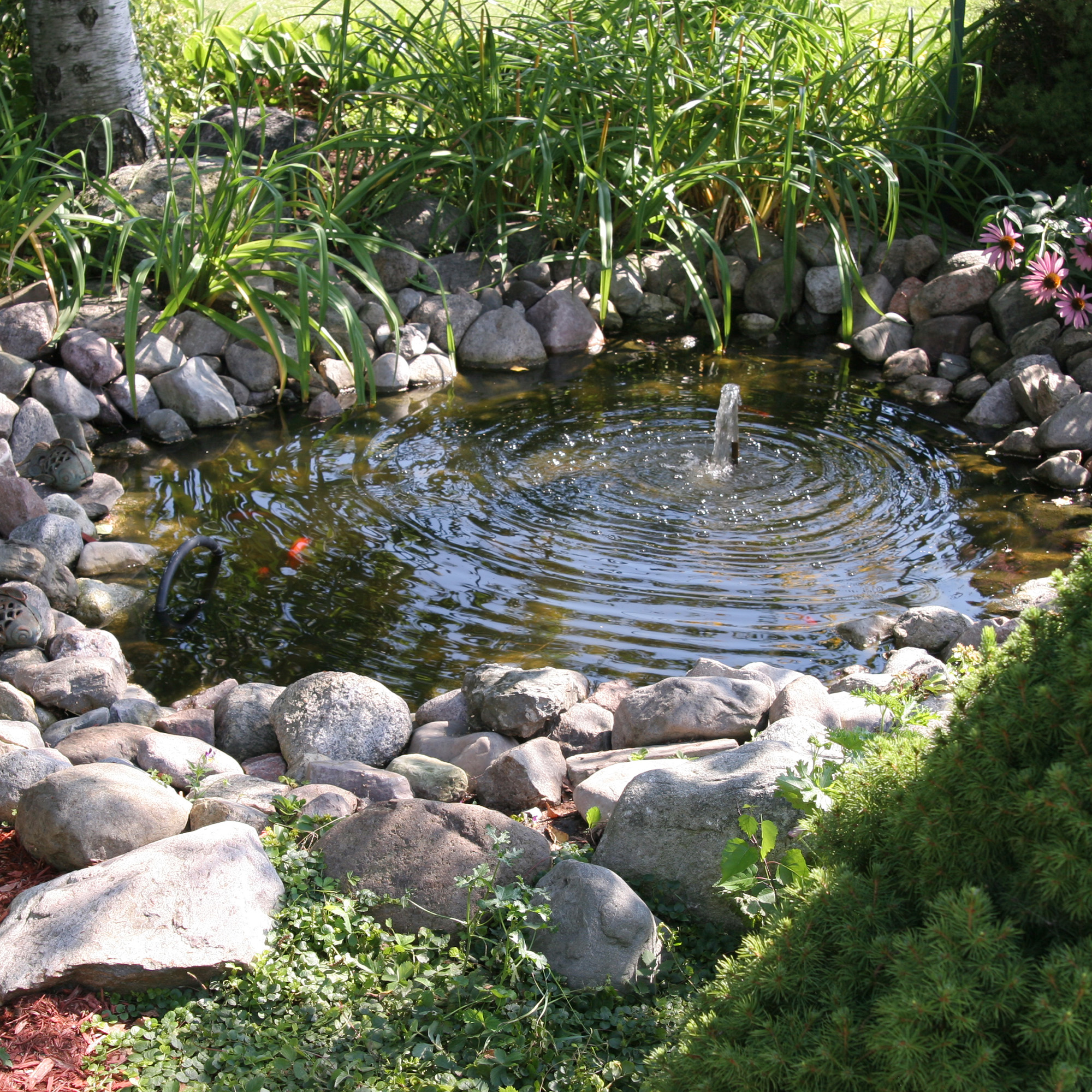 small pond with pebbles and rocks around the edge and planting