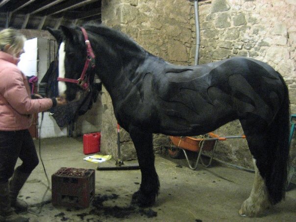“This is my fabulous 15hh cob from East Lothian with her go faster flames!” — Jenny Scott