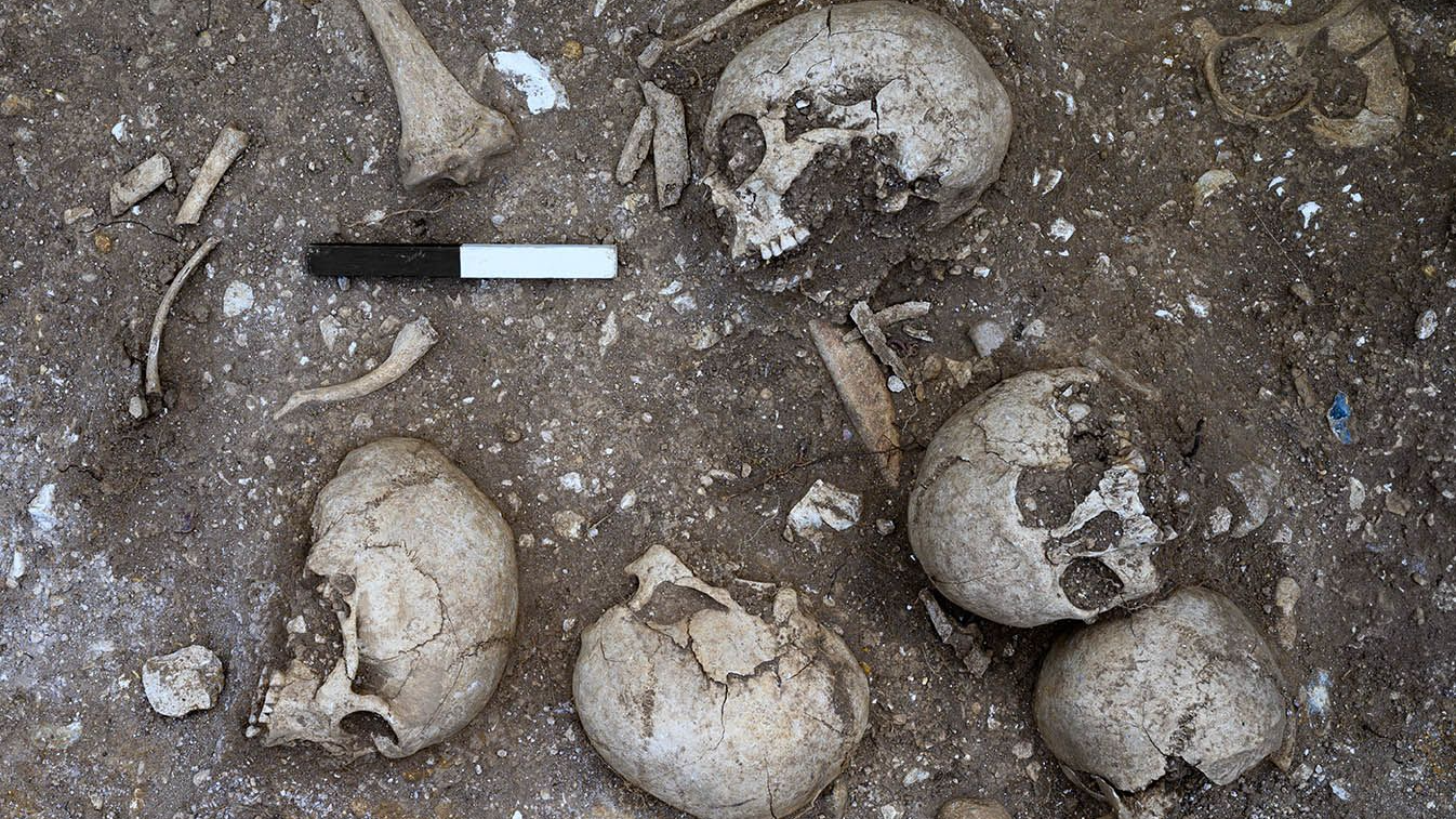five human skulls and scattered bones lie in an archaeological excavation