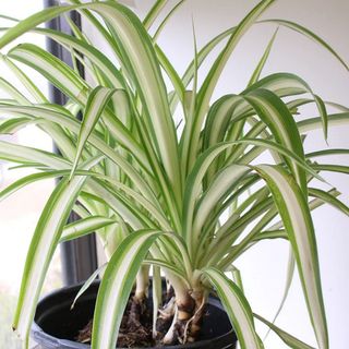 Perfect Plants spider plant