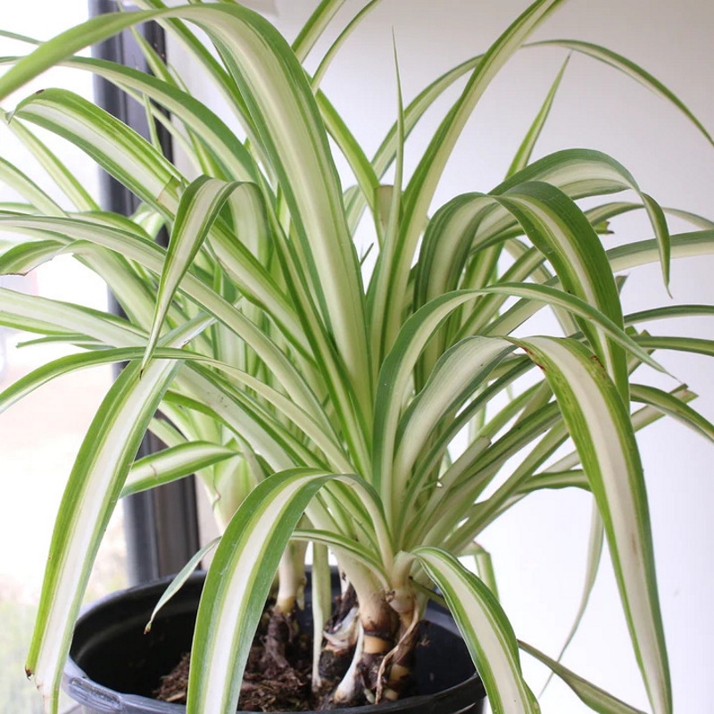 Are snake plants toxic to pets? Houseplant experts advise | Homes & Gardens