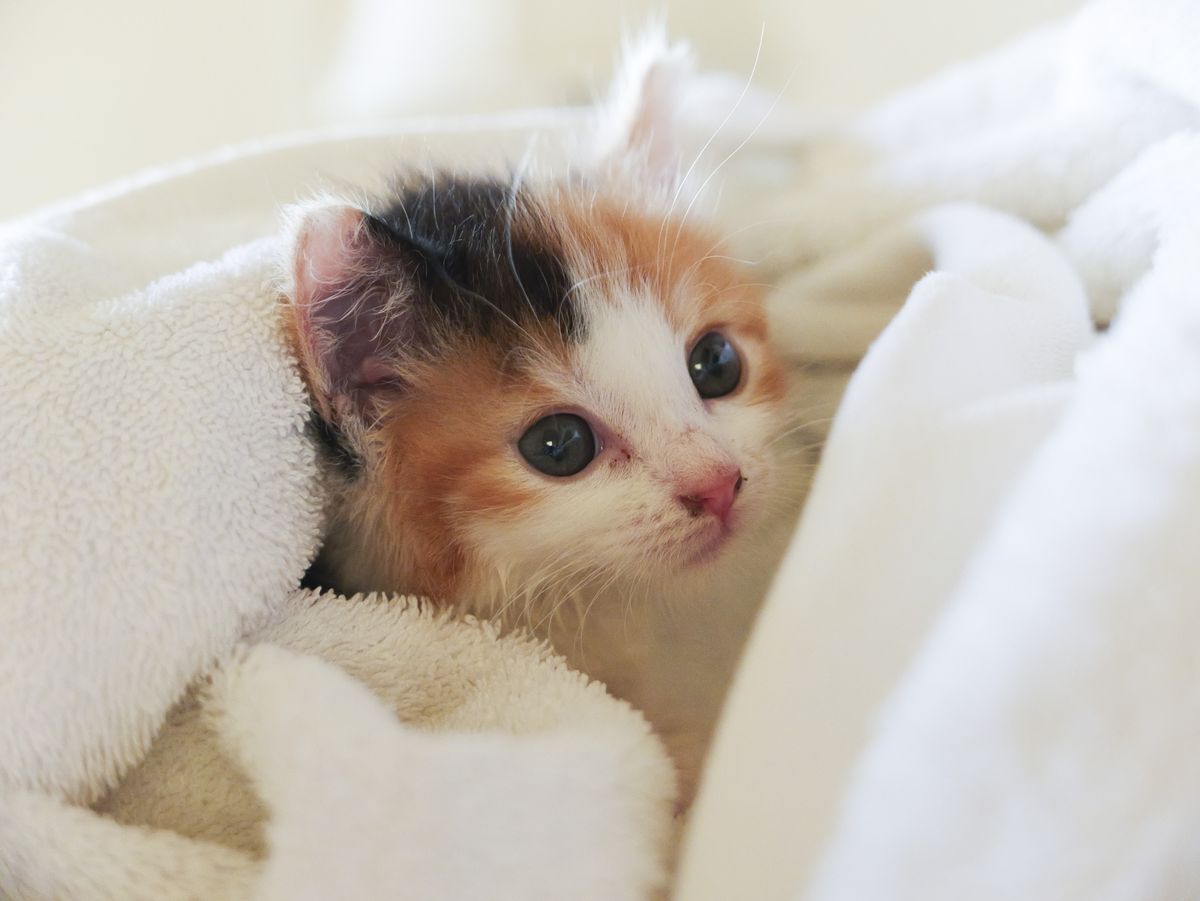 Sample image taken with the Panasonic Lumix L10; tiny cute kitten wrapped in a towel